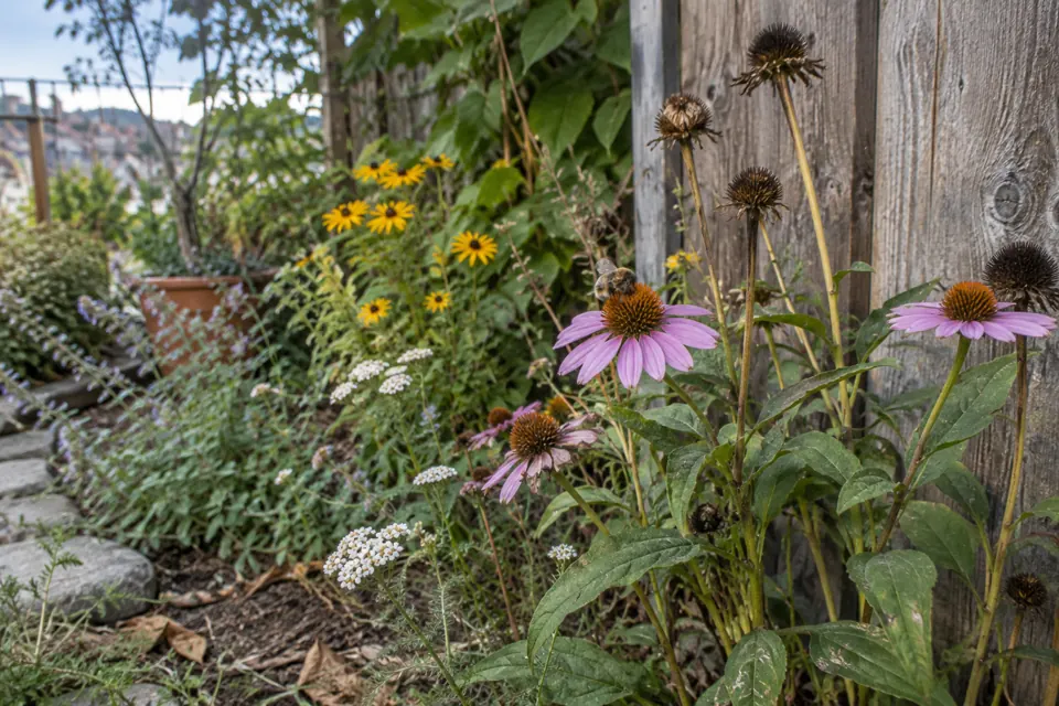 A slightly untidy flower patch with seed heads and a bee visiting one bloom.